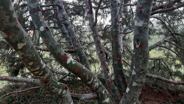 Окрас ствола сосны бунге (Pinus bungeana) очень напоминает платан.