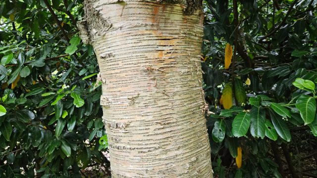 Кора березы Максимовича (Betula maximowicziana) оранжево-серо-белая, неяркая.