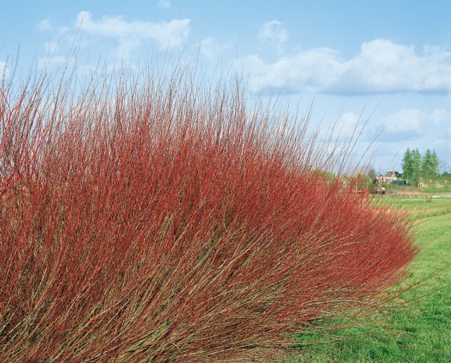 Компактная ива "Нана" (Salix purpurea 'Nana').