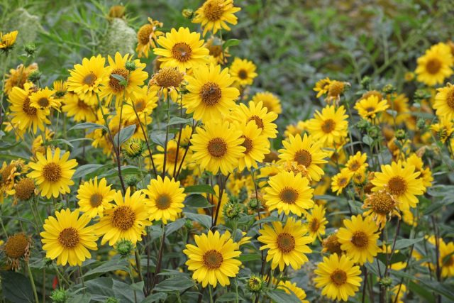 Не менее солнечные гелиопсисы (Heliopsis) вырастают до 1,5 м.