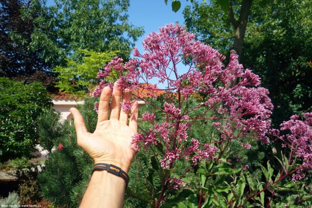 В пределах 1,5-2 м держатся некоторые сорта посконника пятнистого (Eupatorium maculatum).