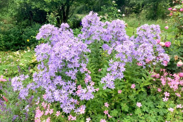 Планки в 1,5 м может достичь и колокольчик молочноцветковый (Campanula lactiflora) с 4-сантиметровыми белыми или голубыми колокольчиками.