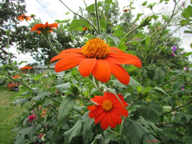 Титония круглолистная (Tithonia rotundifolia) отличается мощью и жизнерадостностью.