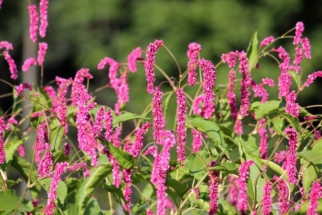 Ещё горец восточный (Polygonum orientale) с английским названием «поцелуй меня через забор» вымахивает до 2 м.