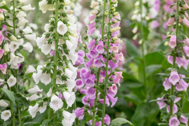 Наперстянка пурпурная (Digitalis purpurea) несколько ниже, до 180 см.