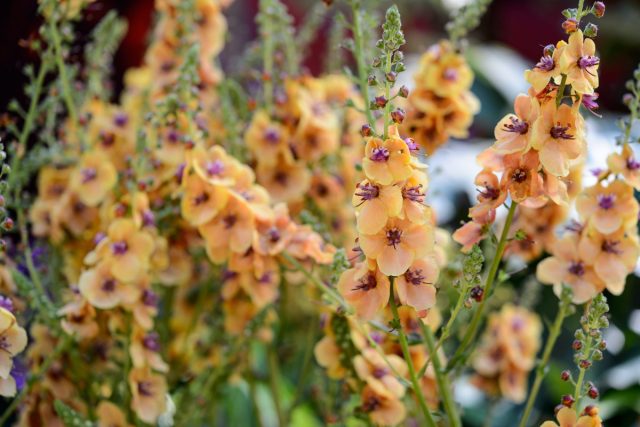 Ещё один впечатляющий двулетник - коровяк (Verbascum).