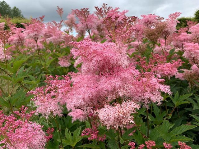 Пушистыми облачками цветут лабазники (Filipendula).