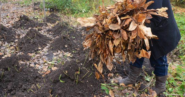 Традиционный способ заключается в том, что кусты сначала накрываются толстым слоем сухой листвы и веток, а сверху дополнительно агроволокном.