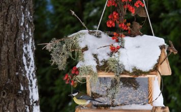 Какие кормушки на самом деле нравятся птицам — привлекаем пернатых правильно.