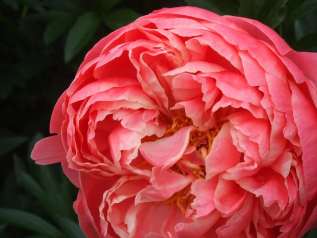 «Коралловый Шарм» (Paeonia lactiflora 'Coral Charm').