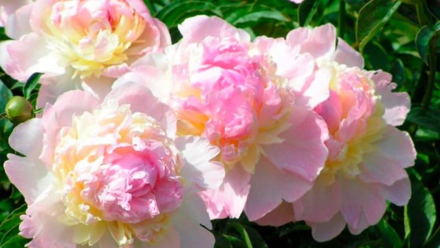 «Распберри Сандей» (Paeonia lactiflora 'Raspberry Sundae').