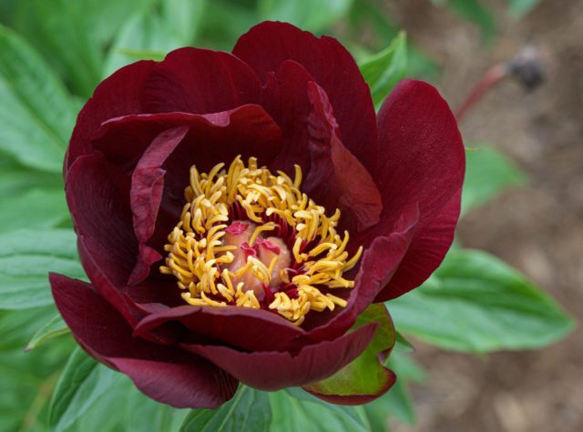 «Чоколэт Солдьер» (Paeonia lactiflora 'Chocolate Soldier').