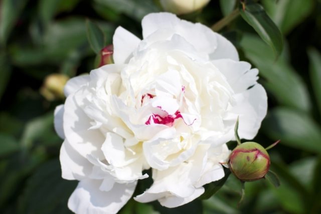 «Фестива Максима» (Paeonia lactiflora 'Festiva Maxima').