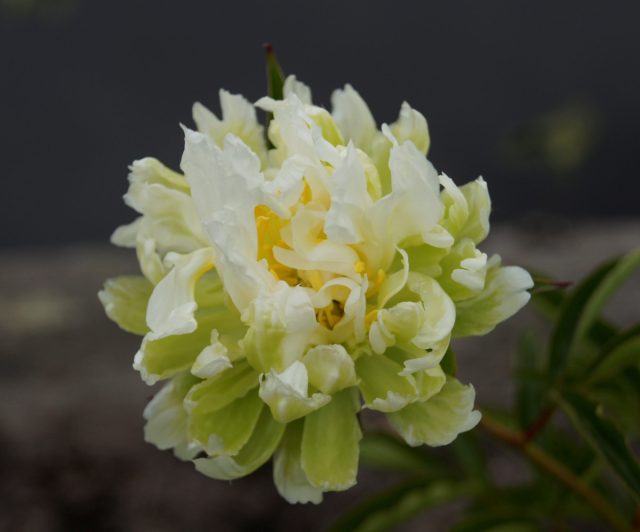 «Грин Хало» (Paeonia lactiflora 'Green Halo').