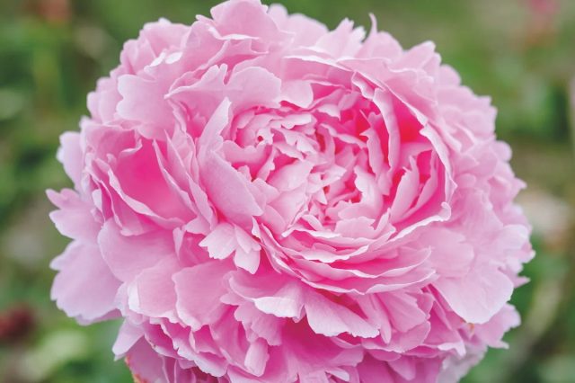 «Пиллоу Толк» (Paeonia lactiflora 'Pillow Talk').