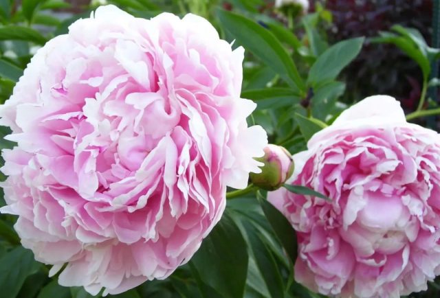 «Сара Бернар» (Paeonia lactiflora 'Sarah Bernhardt').