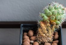 Почему желтеет кактус: 5 причин потенциальной гибели растения.