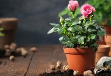 Почему желтеют листья комнатной розы и как спасти цветок?