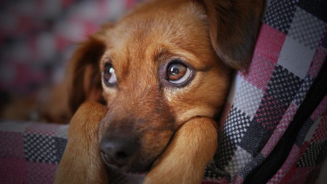 Это банальное игнорирование из-за отсутствия поощрения или непонимания, как же всё-таки выпросить у вас лакомство.