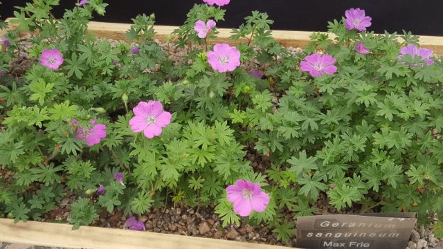 Герань, или журавельник (Geranium) – род однолетних и многолетних трав и полукустарников, относящихся к семейству Журавельниковые, или Гераниевые.