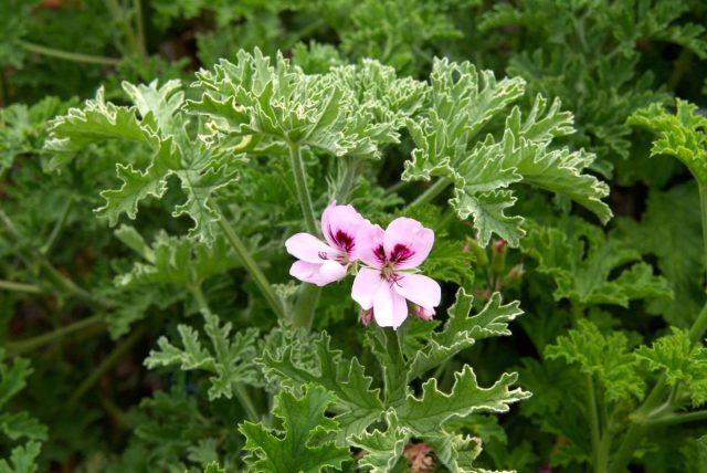 Пеларгония (Pelargonium) – род, включающий как многолетние, так и однолетние кустарники, травы и полукустарники, относящиеся к семейству гераниевые (Geraniaceae).