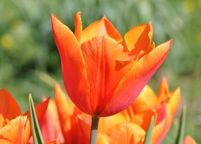 "Оранж Кассини" (Tulip 'Orange Cassini') - красно-оранжевый цветок, 15-16 недель охлаждения.