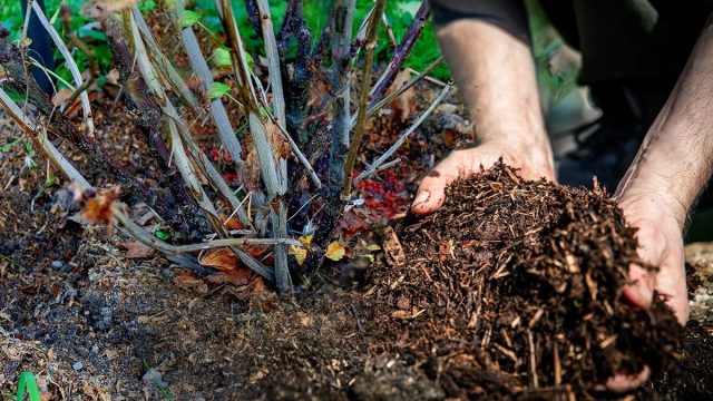 Сверху приствольный круг перед приходом зимы мульчируют толстым слоем (7-10 см) торфа или перегноя.