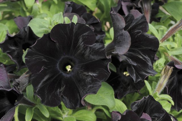 На разработку петунии «Черный бархат» (Petunia hybrida 'Black Velvet') у оригинаторов ушло четыре года. 