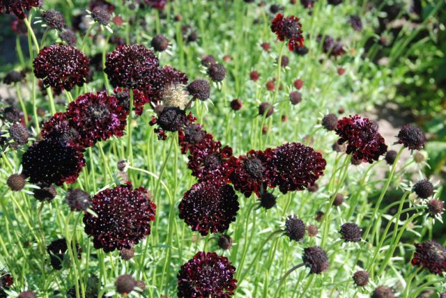 Официально махровые цветки скабиозы «Блэк Найт» (Scabiosa atropurpurea 'Black Knight'), или «Черный рыцарь» считаются темно-фиолетовыми, но на деле они выглядят практически черными.