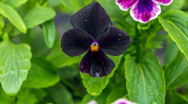 Виола «Блэк Аккорд» (Viola cornuta 'Black Accord') — один из самых темных сортов с бархатистыми фиолетово-черными лепестками.