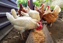 Как снизить затраты на кормление кур?