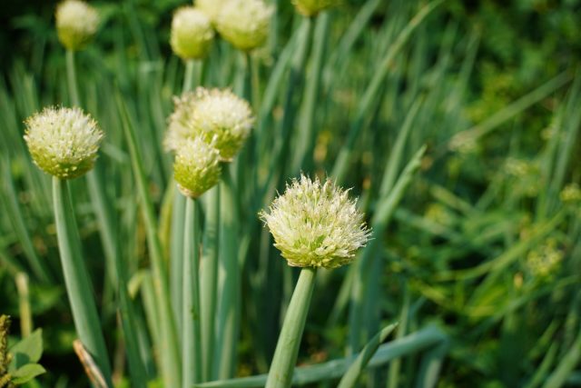 Лук-батун (Allium fistulosum) известен также под названиями татарка, зимний, дудчатый лук.