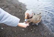 Опасен ли хлеб и батон для диких уток? Чем можно подкармливать птиц.