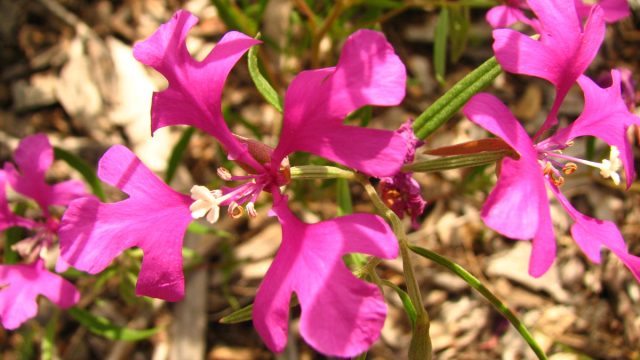 Кларкия хорошенькая (Clarkia pulchella) более миниатюрна, чем кларкия ноготковая, с интересными цветочками, лепестки которых формой похожи на рога лося.