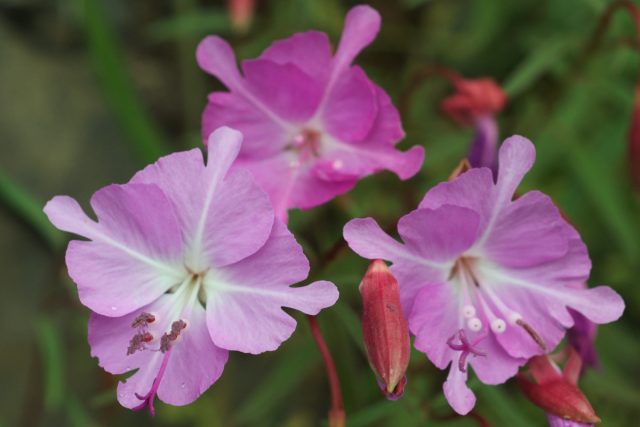 Кларкия Брюэра (Clarkia breweri) невысокая и ажурная выделяется сильным и приятным ароматом.