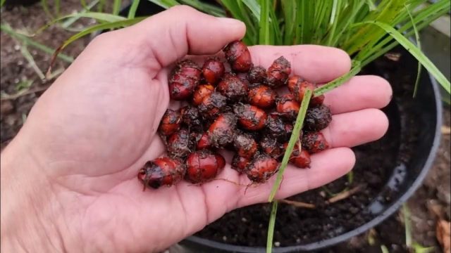 В отличие от предыдущих сортов с коричневатыми клубеньками, округлые клубеньки сорта "Лейдж Блэк" ('Large Black') имеют очень тёмную, почти чёрную окраску.