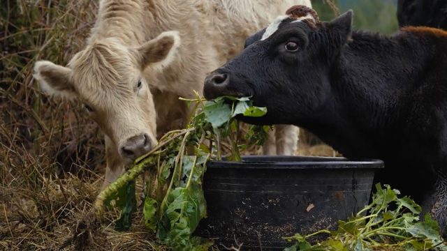 Если бурёнка каждый раз выедает из своей порции только самое вкусненькое, постарайтесь делать более однородную смесь ингредиентов.