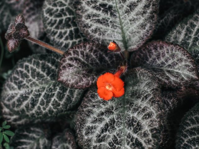 Эписции (Episcia cupreata) — это красочные травянистые многолетники родом из Центральной и Южной Америки, которые легко выращивать в помещении зимой.