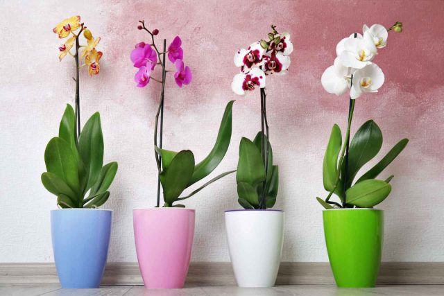 Орхидея-фаленопсис (Phalaenopsis) — одна из лучших орхидей, которые можно выращивать в помещении зимой.