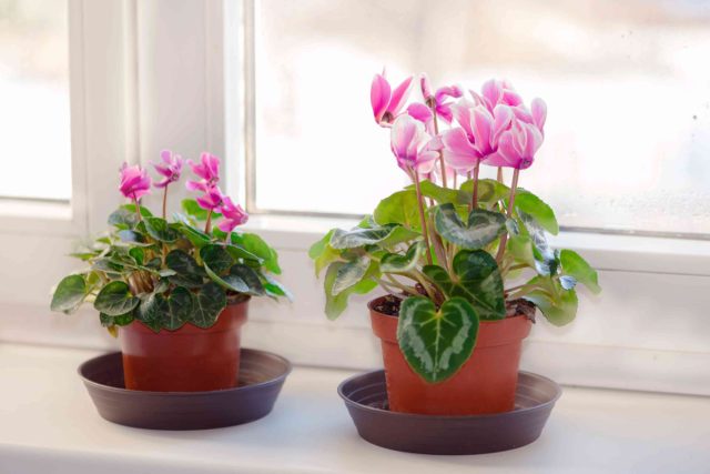 Персидские цикламены (Cyclamen persicum) украсят ваш зимний интерьер фиолетовыми, розовыми, белыми и красными цветками.