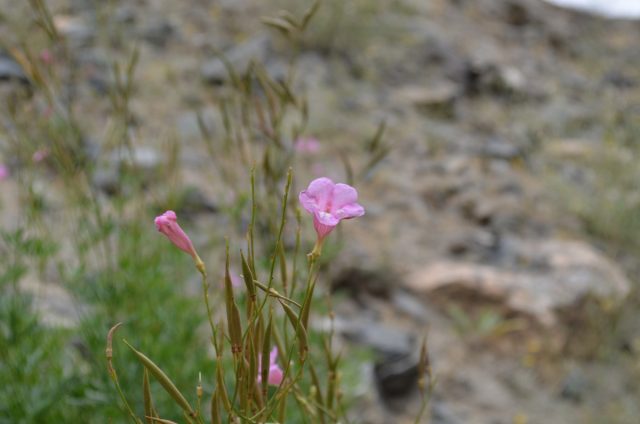 Инкарвиллея Ольги (Incarvillea olgae) растёт южнее, в Кыргызстане и Таджикистане, но в условиях тоже довольно спартанских.