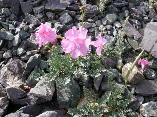 Маленькая инкарвиллея Потанина (Incarvillea potaninii) растёт на высотах до 700 м, но в Монголии, на северной окраине пустыни Гоби с резко континентальным климатом.