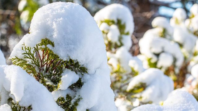 Если снега выпало много, лучше его аккуратно стряхнуть, во избежание переломов веток.