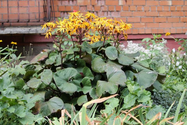 Самый распространённый - бузульник зубчатый (Ligularia dentata). Листья цельные, почковидные с зубчиками по краям.