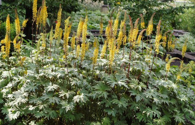 Бузульник Пржевальского (Ligularia przewalskii) отличается не только ажурно изрезанной листвой на красно-коричневых черешках, но и полутораметровыми свечевидными цветоносами с солнечно-жёлтыми соцветиями.