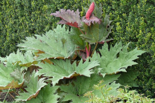 А можно поселить у себя монументальный ревень пальчатый (Rheum palmatum) с метровыми лопастными листьями и трёхметровым цветоносом.