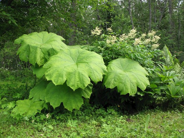 У астильбоидеса пластинчатого (Astilboides tabularis) округлые жёсткие ярко-зелёные фестончатые листья 70-80-сантиметрового диаметра - готовые зонтики.