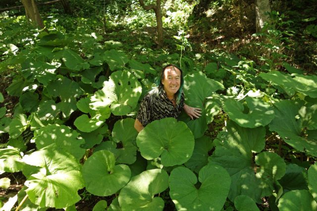 Лидирует по габаритам белокопытник японский (Petasites japonicus), дорастающий до 1,5 м.