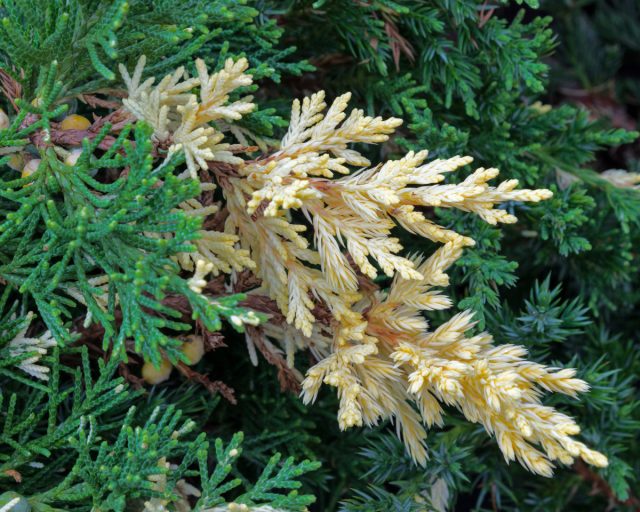 Изысканный можжевельник даурский "Экспанса Вариегата" (Juniperus davurica 'Expansa Variegata')  - яркий представитель закреплённого спонтанного химеризма.