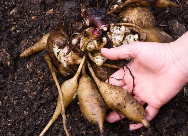 Якон (Smallanthus sonchifolius) тоже из этого семейства, но по внешнему виду и характеру роста похож на георгины.